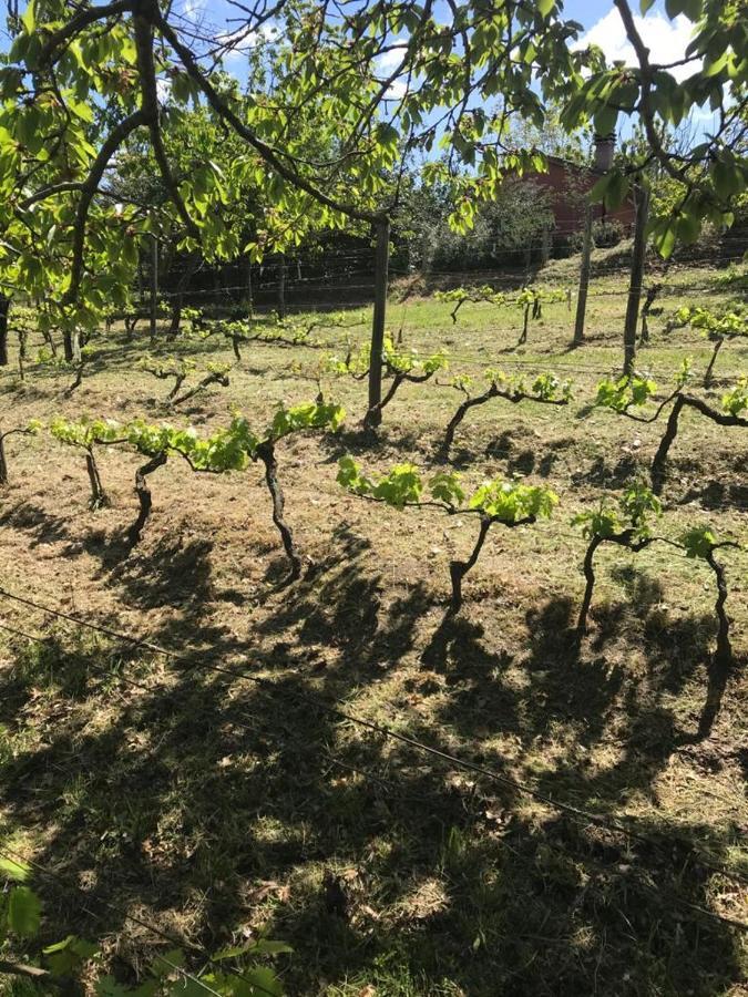 Giardino Di Potentino Seggiano Εξωτερικό φωτογραφία