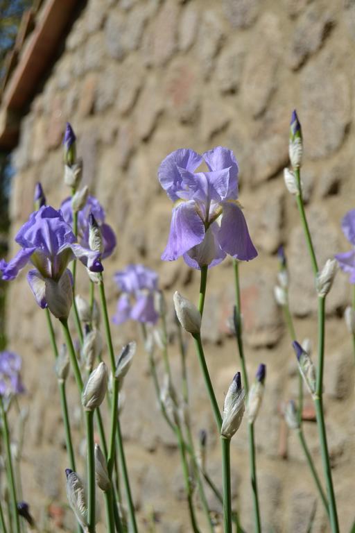 Giardino Di Potentino Seggiano Εξωτερικό φωτογραφία